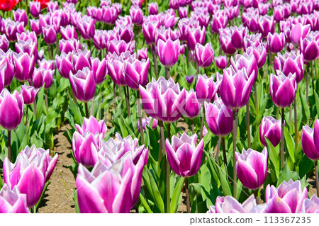 用微距鏡頭看到美麗的鬱金香花 113367235