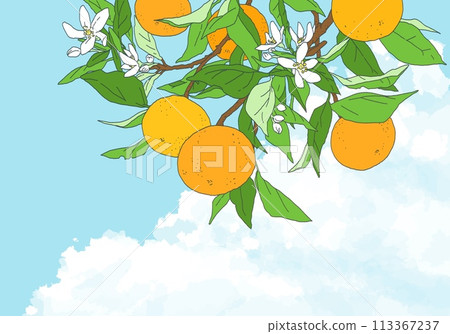 A design of a refreshing sky and orange branches 113367237