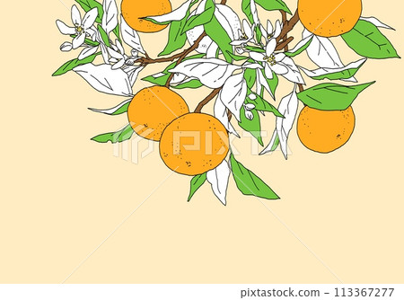 Simple color design of orange with branch Simple color design of orange with branch 113367277