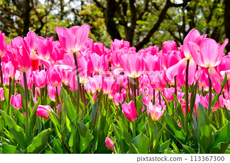 Kiso Sankawa Park Beautiful tulip flowers 113367300
