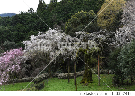 Chokozan Shotaiji Temple Weeping Cherry Blossoms 113367413