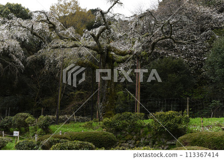 Chokozan Shotaiji Temple Weeping Cherry 113367414