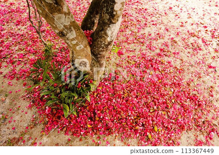椿落花 椿落花 113367449
