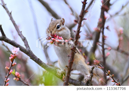 埼玉縣埼玉市的柚梅和花栗鼠(市民森林、三沼綠地中心、松鼠之家) 春天的素材 埼玉縣埼玉市的柚梅和花栗鼠(市民森林、三沼綠地中心、松鼠之家) 春天的素材 113367706