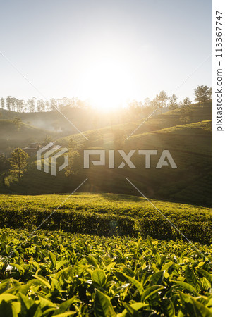 Sunrise over hills with tea plantations. 113367747