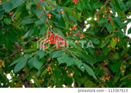 Cherry branch with ripe red berries on a dark green background. Garden natural cherry. High quality photo 113367813