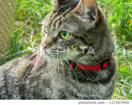 Tabby cat lies on a cardboard scratching post and looks into the camera. High quality photo Tabby cat lies on a cardboard scratching post and looks into the camera. High quality photo 113367849