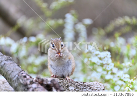 埼玉縣埼玉市的雪柳和花栗鼠（市民森林、三沼綠地中心、松鼠之家） 春天素材 113367896
