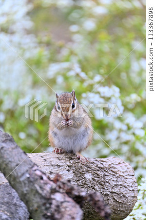 埼玉縣埼玉市的雪柳和花栗鼠（市民森林、三沼綠地中心、松鼠之家） 春天素材 113367898