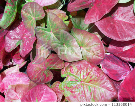 Colorful leaves of Caladium bicolor 113368014