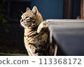 A sunny cat 113368172