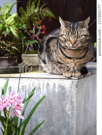 A sunny cat 113368177