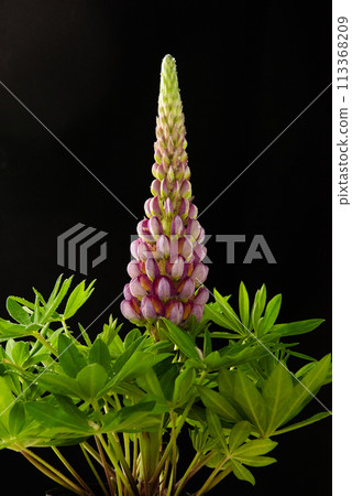 羽扇豆花黑色背景 113368209