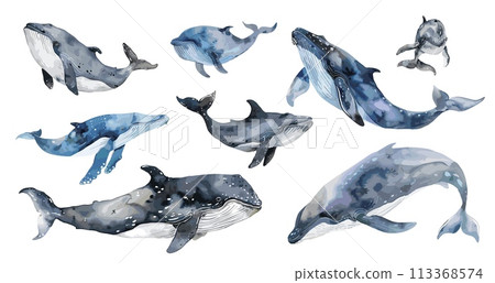 Ocean whales set. Isolated watercolor whale, underwater mammals. Sea animals, decorative elements for design, vector collection 113368574