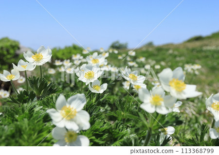 Small happiness Small happiness 113368799