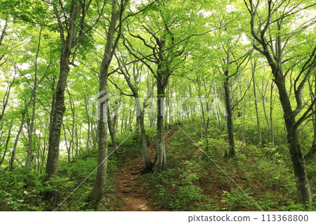 Fresh green walking path Fresh green walking path 113368800