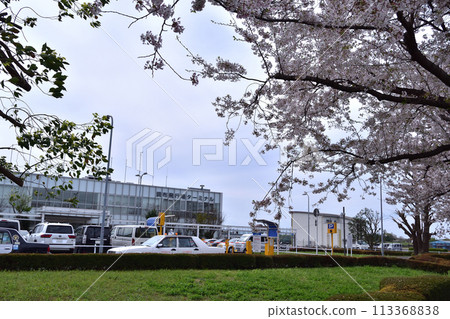 調布機場航站樓和櫻花 113368838