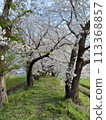 Cherry blossom tunnel 113368857