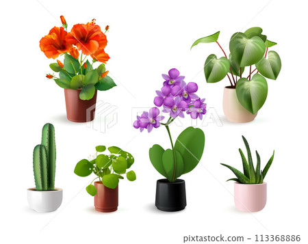 Realistic house flowers. Houseplants in vase pot, home flower garden plant orchid hibiscus flowerpot interior decoration domestic green nature plants, set exact vector illustration 113368886