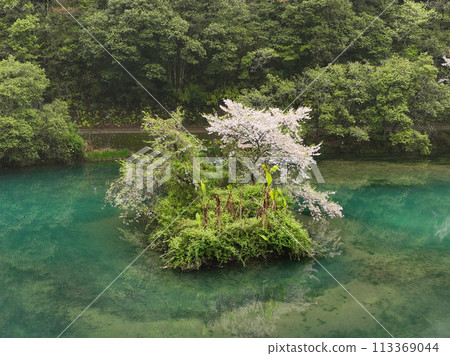 高知縣中土佐町山內水壩湖的浮島櫻花 113369044