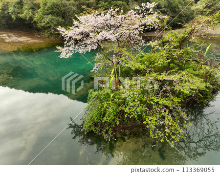 高知縣中土佐町山內水壩湖的浮島櫻花 113369055