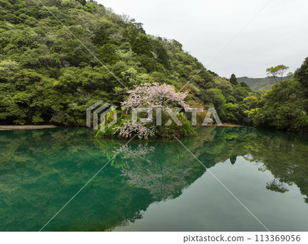 高知縣中土佐町山內水壩湖的浮島櫻花 113369056