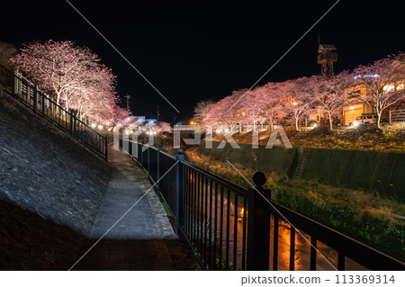 Illuminated cherry blossoms around Kakegawa Castle in spring (Shizuoka Prefecture) 113369314