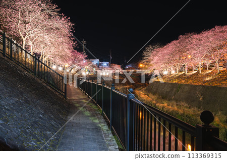 春天，靜岡縣掛川市掛川城周圍的掛川櫻花在燈光的襯托下綻放。 113369315