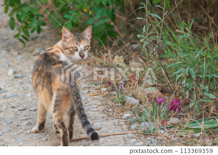 A cute tricolor cat turned back and watched. An example for a meme when you went off on your own business, but forgot to take something or something at home 113369359