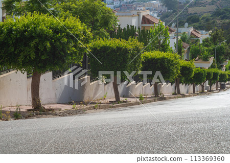 Landscaping of the street with trees with green crowns, cut in the shape of a square. Decoration, ennoblement of the suburbs 113369360