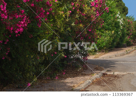 Beautiful flower bushes decorate the street during flowering and exude pleasant fragrant aromas 113369367