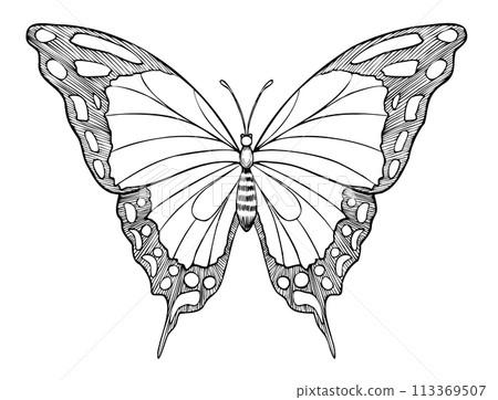 Butterfly Machaon vector illustration. Drawing of insect with Wings painted by black inks. Hand drawn sketch of flying moth for wedding invitations or postcards. Vintage etching for icon or logo. Butterfly Machaon vector illustration. Drawing of insect with Wings painted by black inks. Hand drawn sketch of flying moth for wedding invitations or postcards. Vintage etching for icon or logo. 113369507