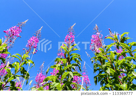 Purple alpine fireweed against a blue sky Purple alpine fireweed against a blue sky 113369777