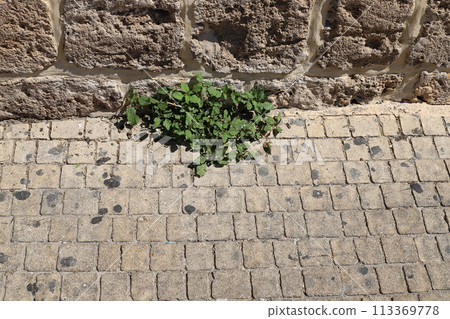 Green plants and flowers grow on the road and sidewalk. 113369778