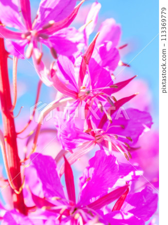 Soft blurred natural background of purple alpine fireweed Soft blurred natural background of purple alpine fireweed 113369779