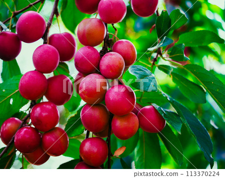Detailed image of juicy cherry plums on a tree, highlighting their rich color and texture. Perfect for nutrition and health-themed visuals. 113370224