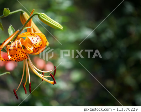 Spotted lily flower on blurry background, close-up, place for text. A single orange flower with red spots is the main focus of the image. The flower is surrounded by green leaves and branches. Spotted lily flower on blurry background, close-up, place for text. A single orange flower with red spots is the main focus of the image. The flower is surrounded by green leaves and branches. 113370229