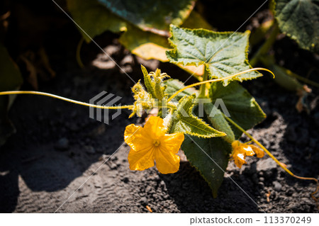 A vibrant yellow flower in full bloom, surrounded by green stems and leaves. The flower casts a delicate shadow on the ground. Ideal for environmental themes. 113370249