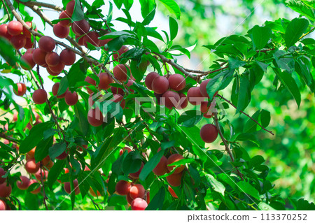 A vibrant image showcasing ripe red cherrie plums hanging from a tree, surrounded by lush green leaves under natural light; ideal for content related to agriculture, nature, and organic food. 113370252