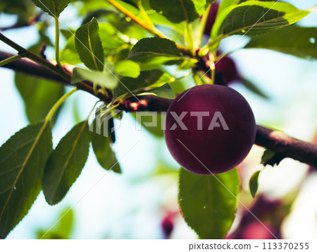 A ripe plum on a tree, surrounded by vibrant green leaves; its an image of natural freshness and organic growth, perfect for healthy living and food concepts. 113370255