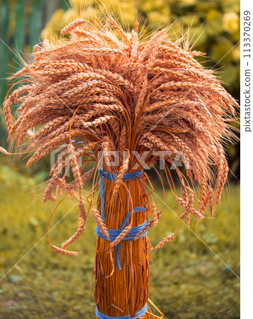 Detailed shot focusing on texture and color variations within a bundle of harvested wheatsheaf. 113370269