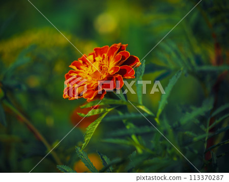 A vibrant marigold flower with rich orange and red petals, surrounded by a soft focus green background; ideal for gardening or nature themes. 113370287