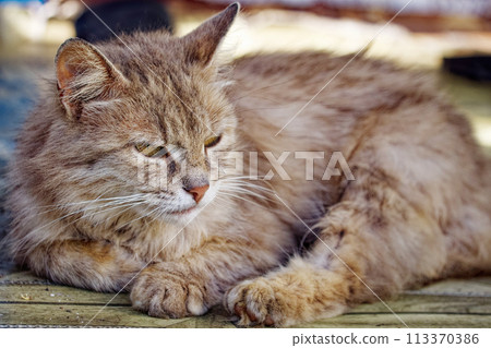 The sunlight adds warmth to the scene, enhancing the cats fur color. The sunlight adds warmth to the scene, enhancing the cats fur color. 113370386