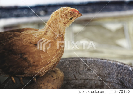 A young chicken with bright orange feathers and a distinct red comb is perched on a grey surface; the background is blurred. A young chicken with bright orange feathers and a distinct red comb is perched on a grey surface; the background is blurred. 113370390
