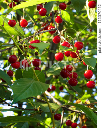 A vibrant image capturing ripe red cherries hanging from branches, surrounded by lush green leaves under bright sunlight, depicting a fruitful harvest. A vibrant image capturing ripe red cherries hanging from branches, surrounded by lush green leaves under bright sunlight, depicting a fruitful harvest. 113370432