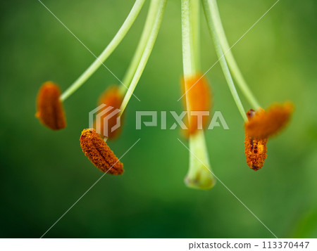 Close-up of orange pollen sacs on thin green stems, with a blurred green background. Ideal for nature-themed designs or educational content. Close-up of orange pollen sacs on thin green stems, with a blurred green background. Ideal for nature-themed designs or educational content. 113370447