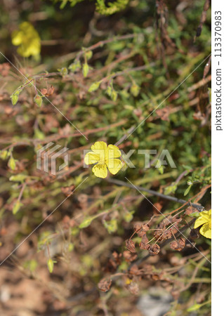 Common rockrose 113370983