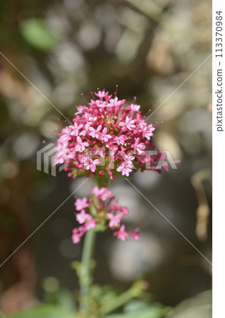 Red valerian 113370984