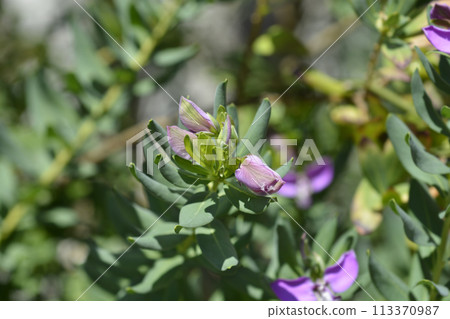 Myrtle-leaf milkwort 113370987