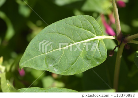 Marvel of Peru 113370988